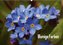 Blumige Farben (Wandkalender 2021 DIN A2 quer)