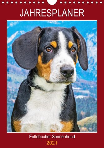 Jahresplaner Entlebucher Sennenhund (Wandkalender 2021 DIN A4 hoch)
