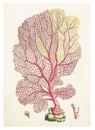 Karnet ST345 B6 + koperta Koral