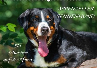 Appenzeller Sennenhund - Ein Schweizer auf 4 Pfoten (Wandkalender 2021 DIN A2 quer)