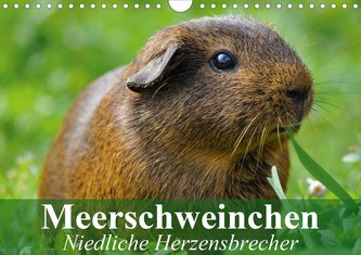 Meerschweinchen Niedliche Herzensbrecher (Wandkalender 2021 DIN A4 quer)