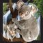 Magnes 3D Koala