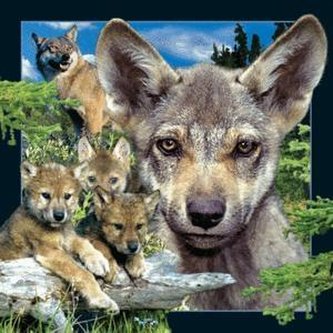 Magnes 3D Młody Wilk