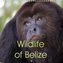 Wildlife of Belize (Wall Calendar 2021 300 × 300 mm Square)