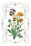 Karnet 12x18 B-BD 502 066 + koperta Bratki