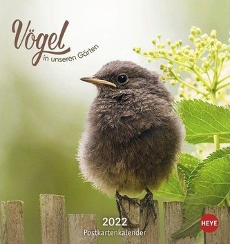 Vögel in unseren Gärten Postkartenkalender 2022