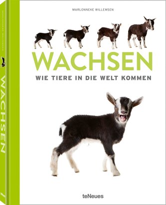 Wachsen