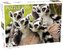 Puzzle 500 Animals: Lemurs