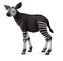 Tele okapi
