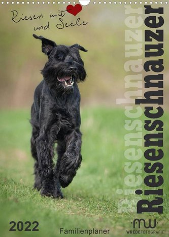 Riesenschnauzer - Riesen mit Herz und Seele (Wandkalender 2022 DIN A3 hoch)