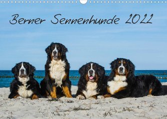 Berner Sennenhund 2022 (Wandkalender 2022 DIN A3 quer)