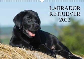 Labrador Retriever 2022 (Wandkalender 2022 DIN A3 quer)