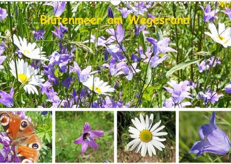 Blütenmeer am Wegesrand (Wandkalender 2022 DIN A3 quer)