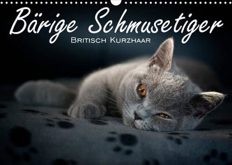 Bärige Schmusetiger - Britisch Kurzhaar / CH-Version (Wandkalender 2022 DIN A3 quer)