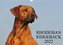 Rhodesian Ridgeback 2022 (Wandkalender 2022 DIN A3 quer)