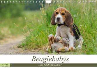Beaglebabys auf Entdeckungstour (Wandkalender 2022 DIN A4 quer)