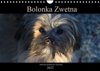 Bolonka Zwetna 2022 (Wandkalender 2022 DIN A4 quer)