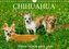 Chihuahua - Kleine Hunde ganz groß (Wandkalender 2022 DIN A4 quer)