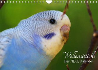Wellensittiche - der NEUE Kalender (Wandkalender 2022 DIN A4 quer)