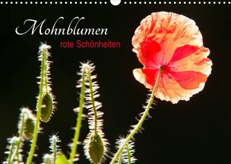Mohnblumen - rote Schönheiten (Wandkalender 2022 DIN A3 quer)