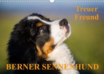 Treuer Freund Berner Sennenhund (Wandkalender 2022 DIN A3 quer)
