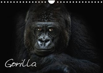 Gorilla (Wandkalender 2022 DIN A4 quer)