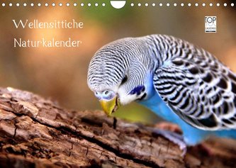 Wellensittiche - Naturkalender (Wandkalender 2022 DIN A4 quer)