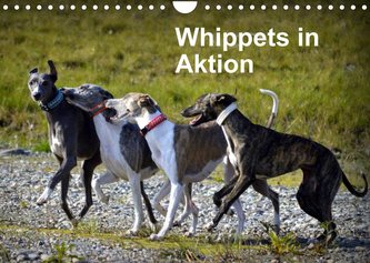 Whippets in AktionAT-Version  (Wandkalender 2022 DIN A4 quer)