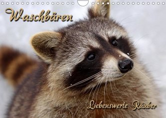 Waschbären (Wandkalender 2022 DIN A4 quer)