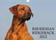Rhodesian Ridgeback 2022 (Wandkalender 2022 DIN A4 quer)