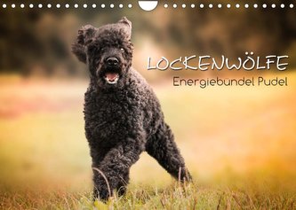 Lockenwölfe - Energiebündel Pudel (Wandkalender 2022 DIN A4 quer)