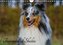 Traumhund Sheltie (Wandkalender 2022 DIN A4 quer)