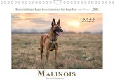 Malinois - Belgische Energiebündel (Wandkalender 2022 DIN A4 quer)