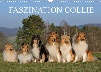 Faszination Collie 2022 (Wandkalender 2022 DIN A3 quer)