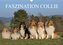 Faszination Collie 2022 (Wandkalender 2022 DIN A3 quer)