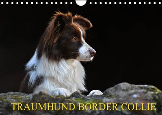 Traumhund Border Collie (Wandkalender 2022 DIN A4 quer)