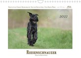Riesenschnauzer - Riesen mit Herz und Seele (Wandkalender 2022 DIN A4 quer)