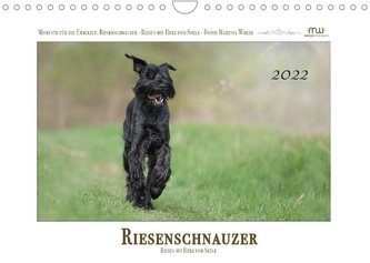 Riesenschnauzer - Riesen mit Herz und Seele (Wandkalender 2022 DIN A4 quer)