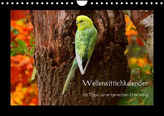 Wellensittichkalender mit Tipps zur artgerechten Ernährung (Wandkalender 2022 DIN A4 quer)