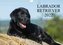 Labrador Retriever 2022 (Wandkalender 2022 DIN A4 quer)
