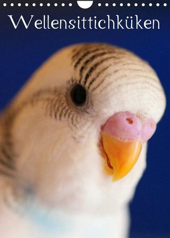 Wellensittichküken (Wandkalender 2022 DIN A4 hoch)