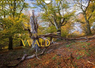 Im Deutschen Wald 2022 (Wandkalender 2022 DIN A4 quer)