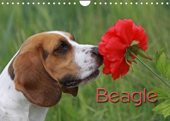 Beagle (Wandkalender 2022 DIN A4 quer)