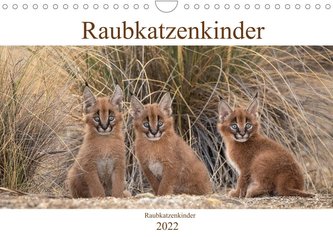 Raubkatzenkinder (Wandkalender 2022 DIN A4 quer)