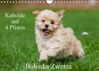 Kobolde auf 4 Pfoten - Bolonka Zwetna (Wandkalender 2022 DIN A4 quer)