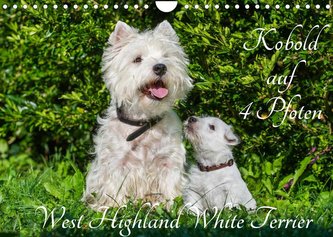Kobold auf 4 Pfoten - West Highland White Terrier (Wandkalender 2022 DIN A4 quer)