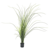 Rákos Europalms Výška 145 cm