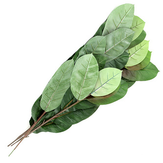 Kaučukovník Europalms 3 kmenný, výška 120 cm