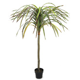 Dracena Europalms Výška 170 cm