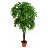 Jedle Europalms Jedle Toscana, 170 cm